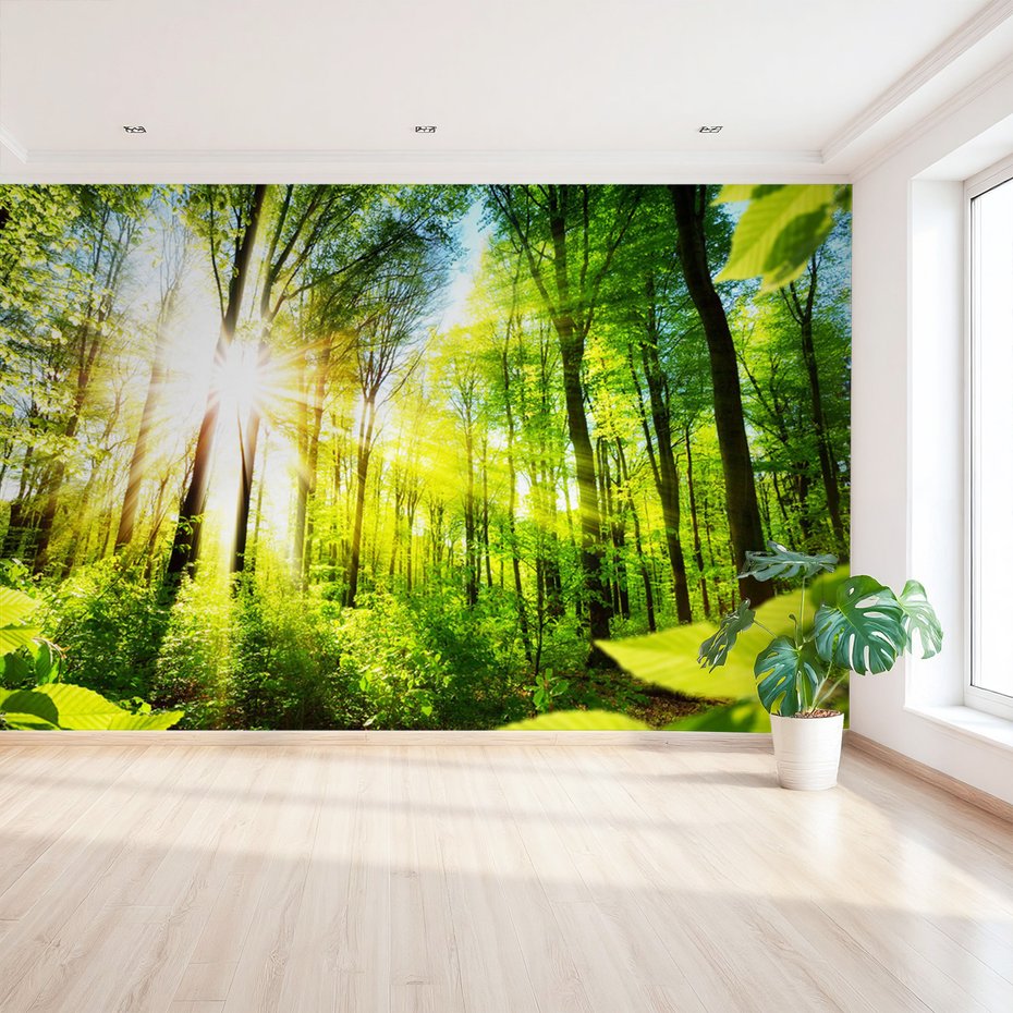 Fototapeta - las, słońce, drzewa