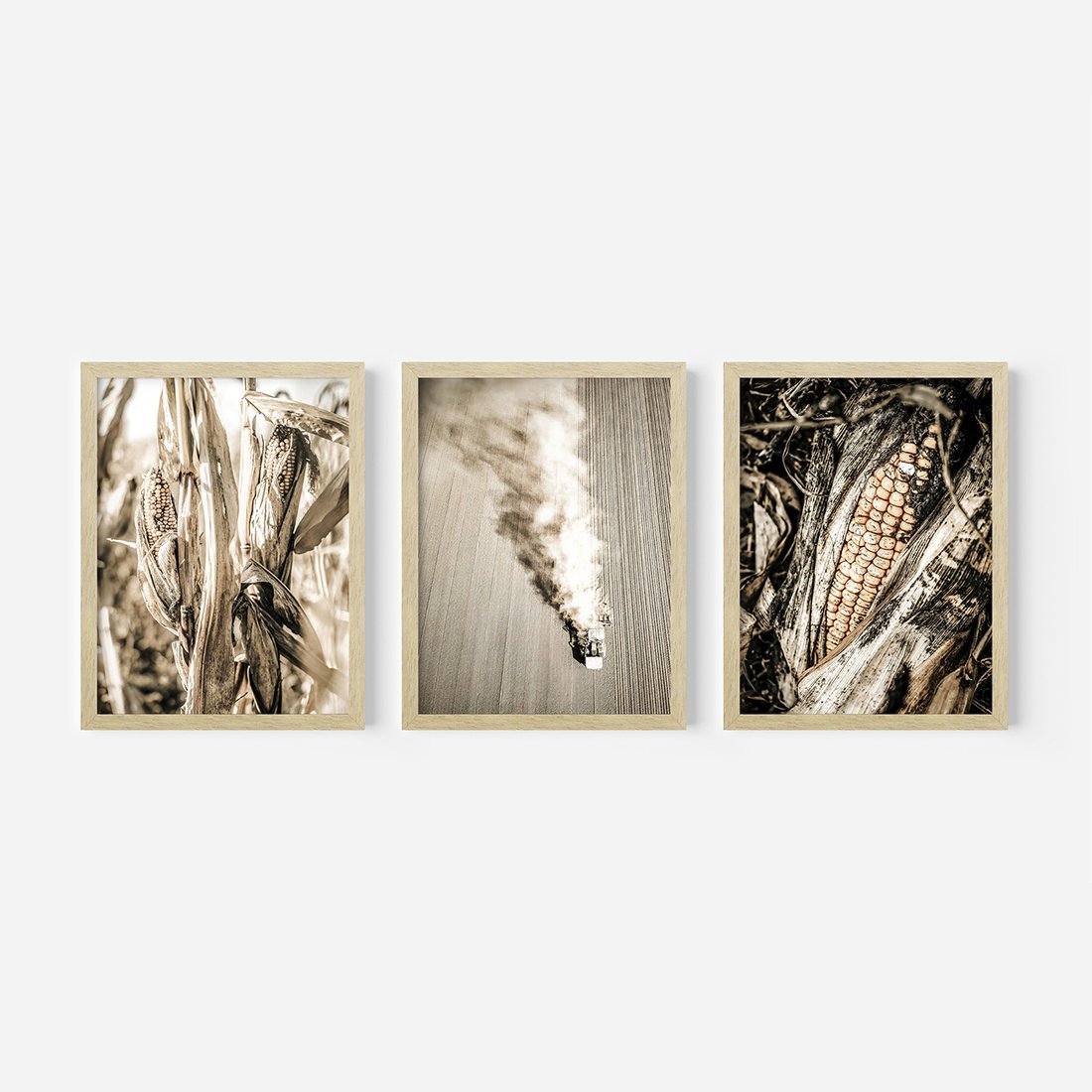 Zestaw obrazy w ramie, plakaty - kukurydza, pole, rolnictwo - rama drewno