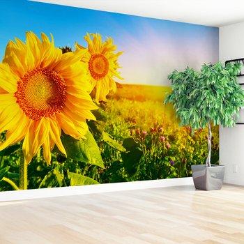 Fototapeta - słoneczniki, pole, lato