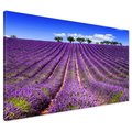 Obraz na płótnie - lawenda, pole, lato