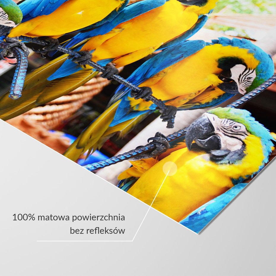 Fototapeta - papugi, ptaki, egzotyczne