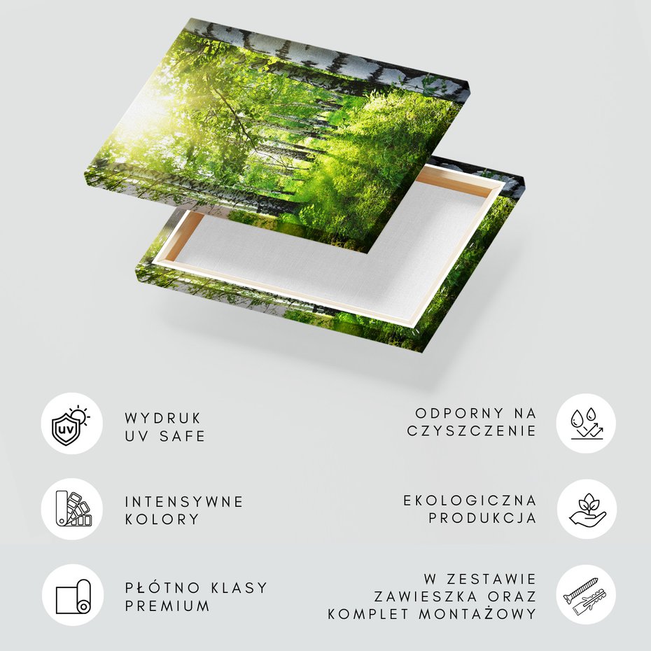 Obraz na płótnie - las, brzozy, natura