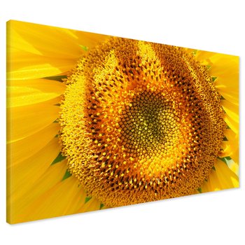 Obraz na płótnie - słonecznik, kwiat, żółty