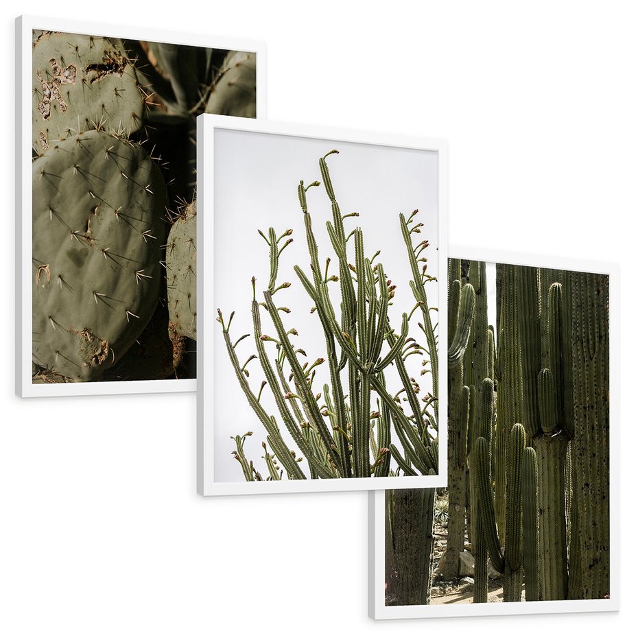 Zestaw obrazy w ramie, plakaty - kaktusy, rośliny, zielony - rama biała