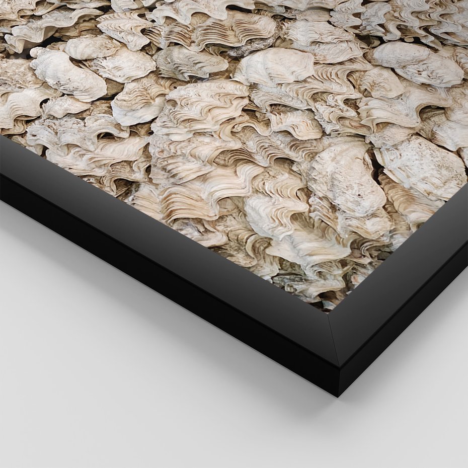 Zestaw obrazy w ramie, plakaty - muszle, morze, liście - rama czarna