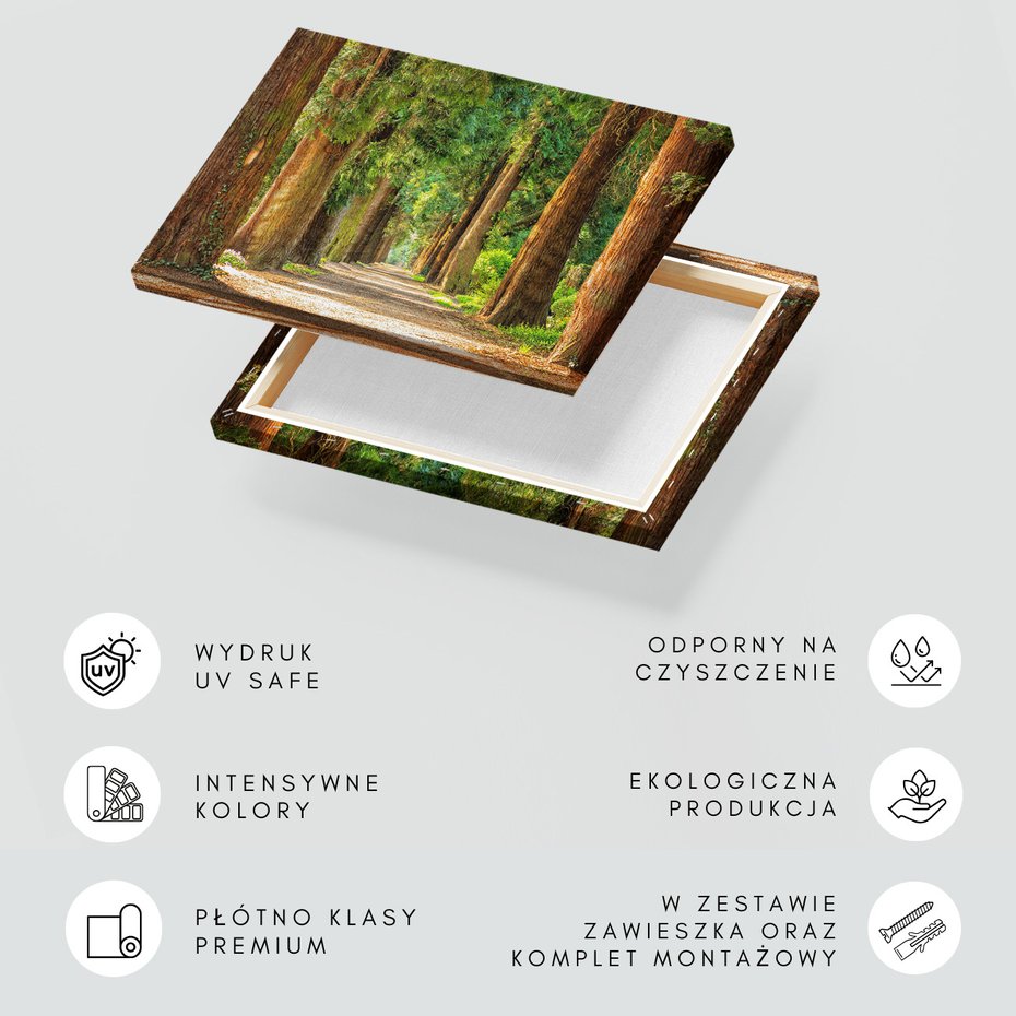 Obraz na płótnie - las, drzewa, ścieżka