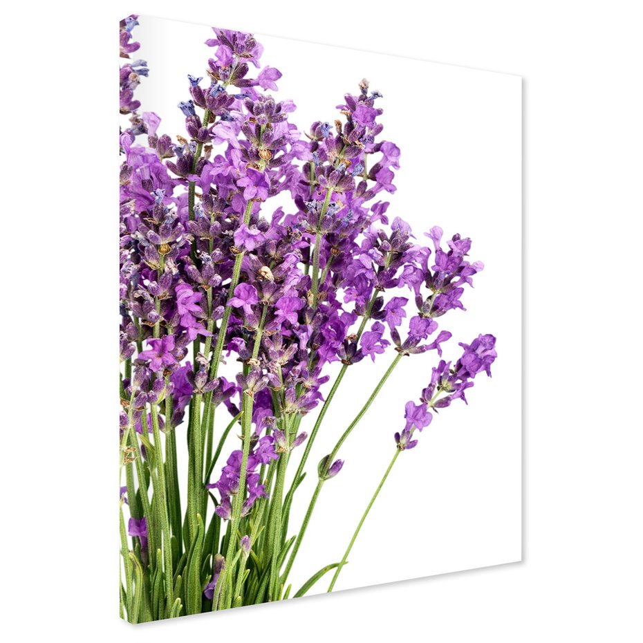Obraz na płótnie - lawenda, kwiaty, fioletowy