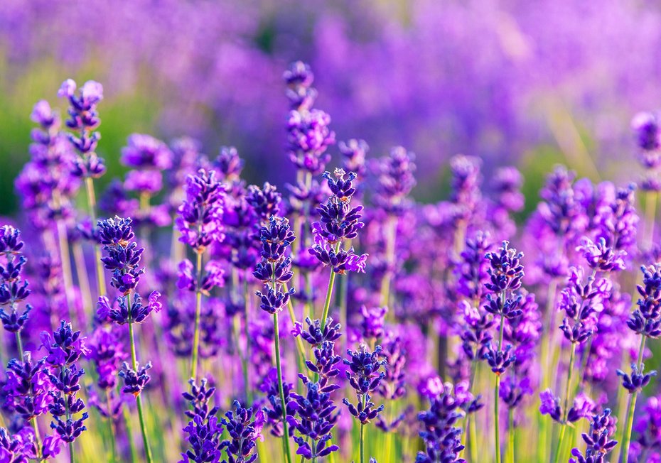Fototapeta - lawenda, kwiaty, fioletowy