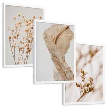 Zestaw obrazy w ramie, plakaty - roślina, kwiat, suszone - rama biała