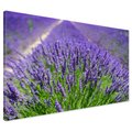 Obraz na płótnie - lawenda, pole, kwiaty