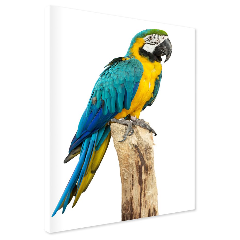Obraz na płótnie - papuga, ara, egzotyczne