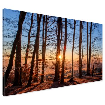 Obraz na płótnie - las, drzewa, słońce