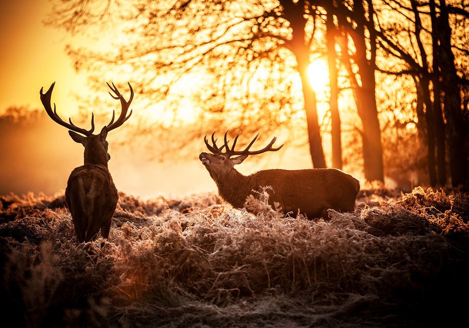 Fototapeta - jelenie, las, zachód słońca