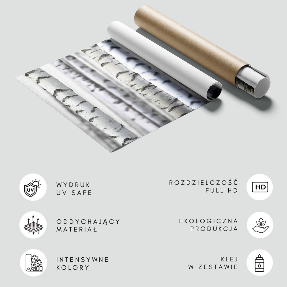 Fototapeta - brzozy, drzewa, las