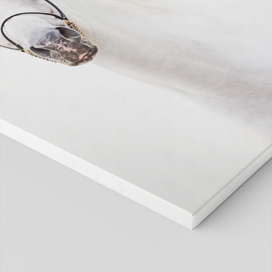 Obraz na płótnie - koń, zwierzę, portret