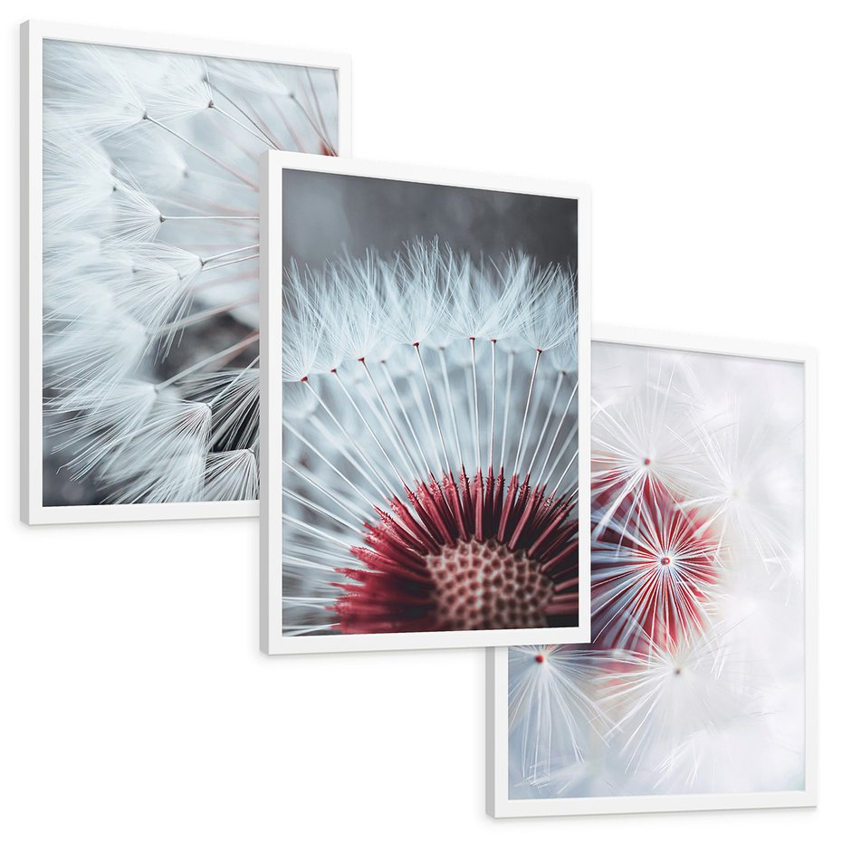 Zestaw obrazy w ramie, plakaty - dmuchawiec, natura, makro - rama biała