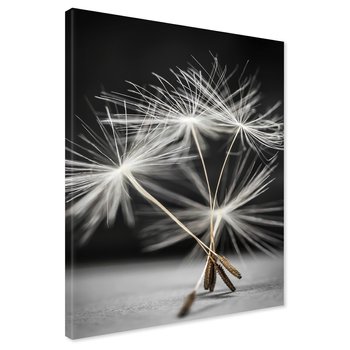 Obraz na płótnie - dmuchawiec, nasiona, natura