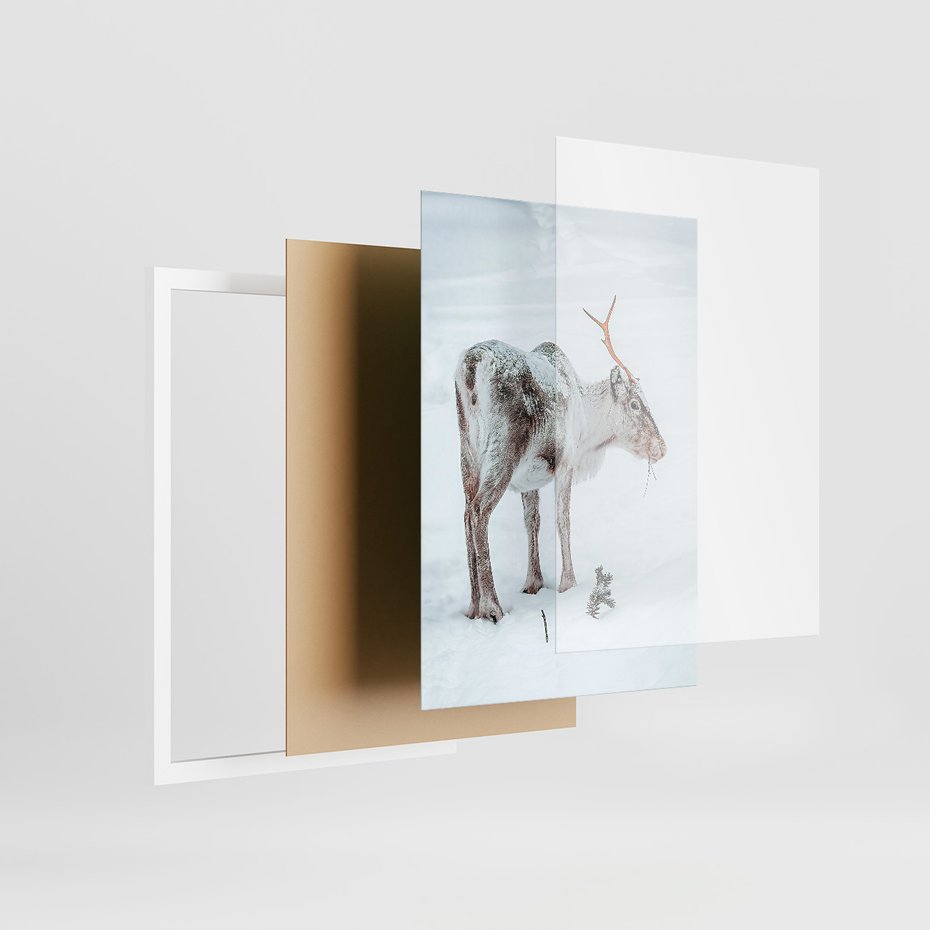 Zestaw obrazy w ramie, plakaty - renifer, śnieg, zima - rama biała
