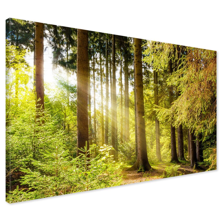 Obraz na płótnie - las, drzewa, natura