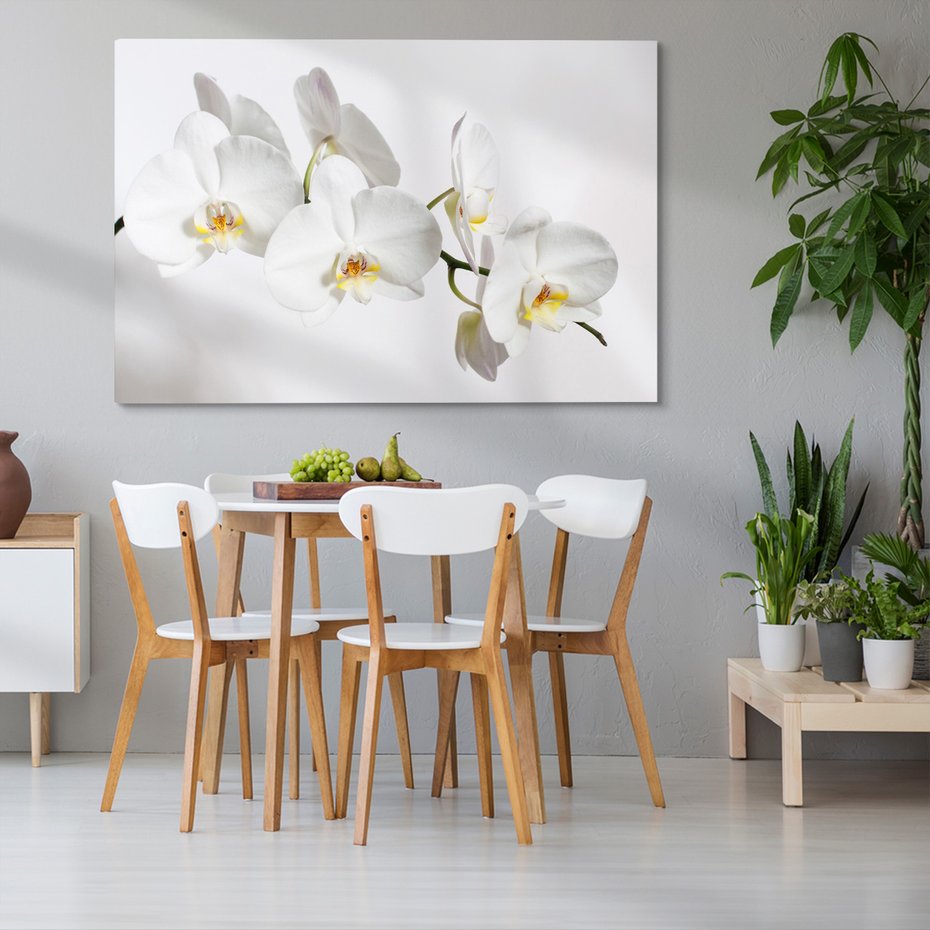 Obraz na płótnie - orchidee, kwiaty, białe,
