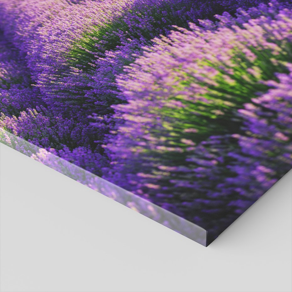 Obraz na płótnie - lawenda, pole, fioletowy