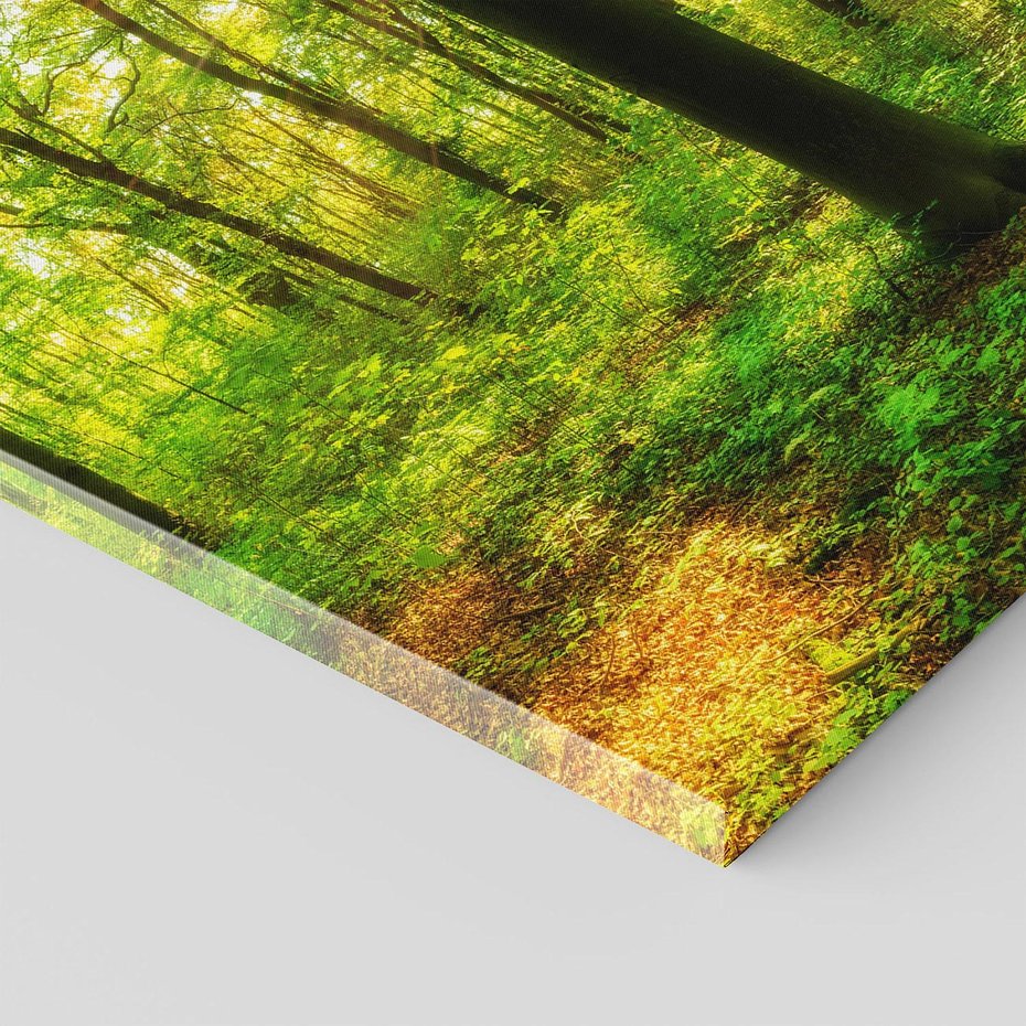 Obraz na płótnie - las, drzewa, słońce