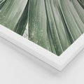 Zestaw obrazy w ramie, plakaty - liście palmowe, rośliny, natura - rama biała