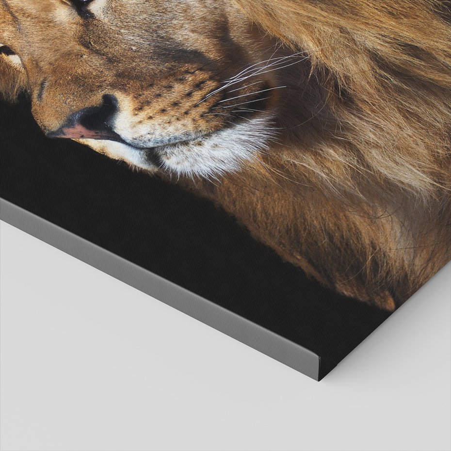 Obraz na płótnie - lew, portret, drapieżnik