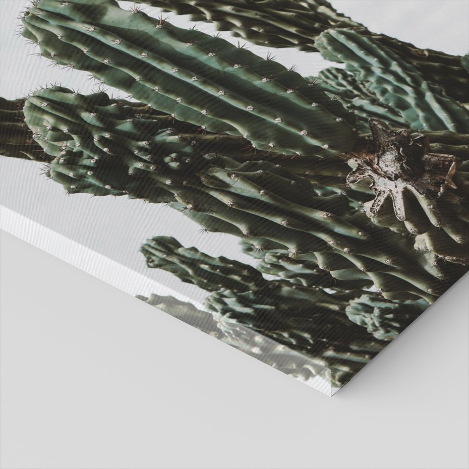 Obraz na płótnie - kaktusy, rośliny, natura