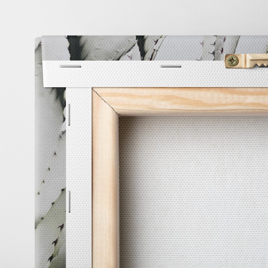 Obraz na płótnie - agawa, roślina, liście