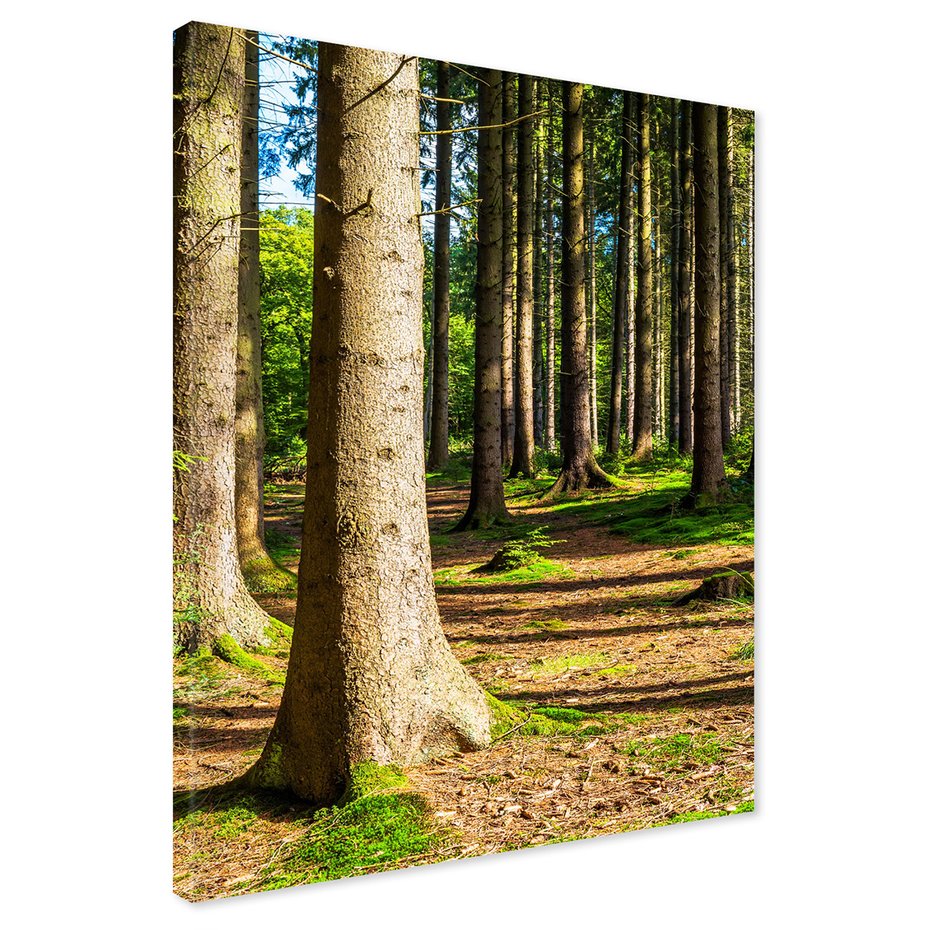 Obraz na płótnie - las, drzewa, przyroda