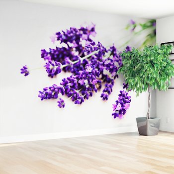 Fototapeta - lawenda, kwiaty, fioletowy