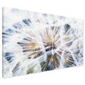 Obraz na płótnie - dandelion, nasiona, dmuchawiec