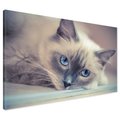 Obraz na płótnie - kot, zwierzę, portret