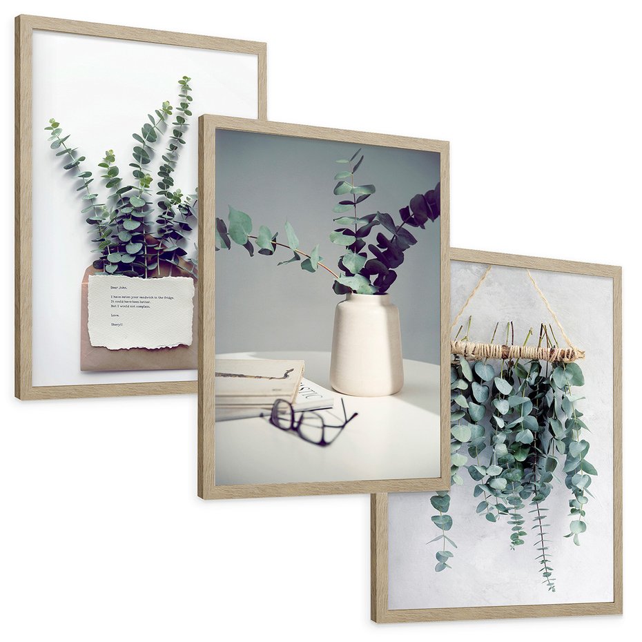 Zestaw obrazy w ramie, plakaty - eukaliptus, liście, gałązki - rama drewno