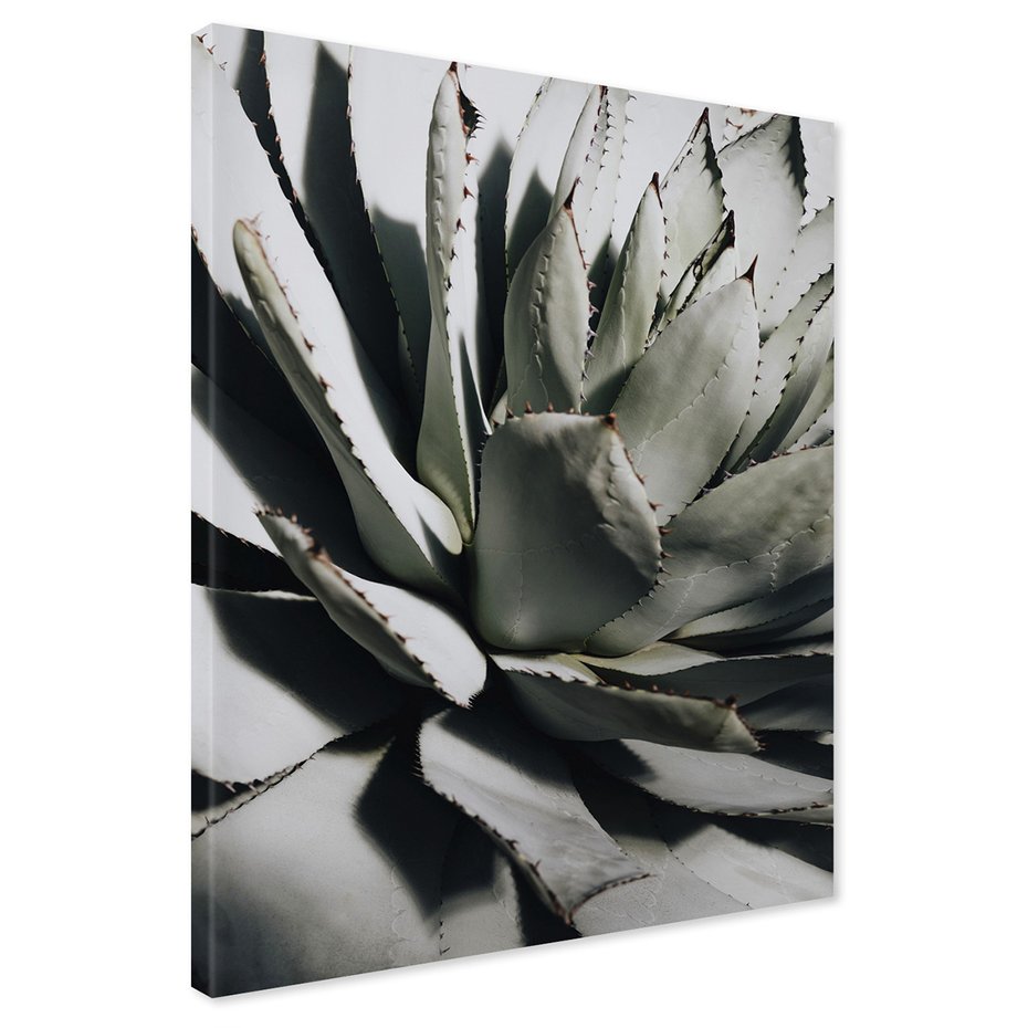 Obraz na płótnie - agawa, roślina, liście