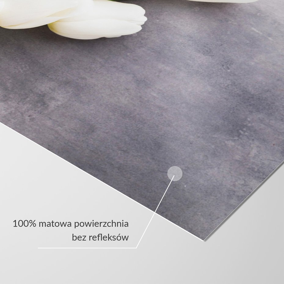 Fototapeta - tulipany, kwiaty, biel,