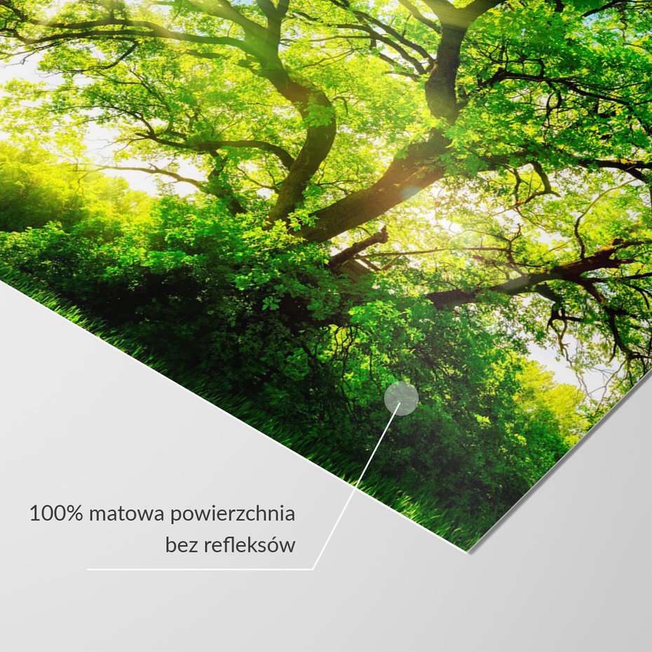 Fototapeta - las, drzewo, słońce