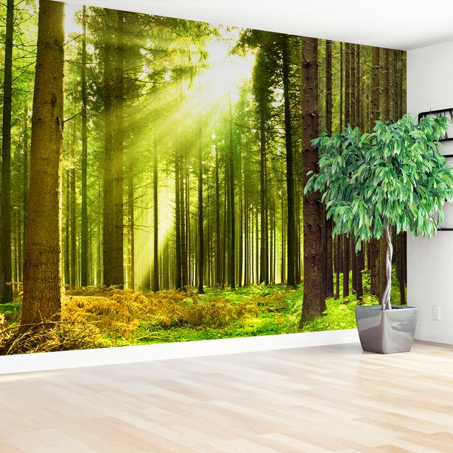 Fototapeta - las, drzewa, natura