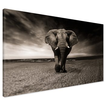 Obraz na płótnie - słoń, plaża, morze