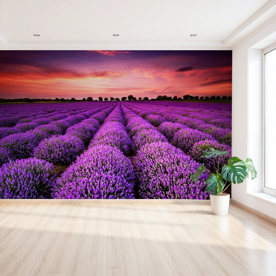 Fototapeta - lawenda, pole, zachód słońca