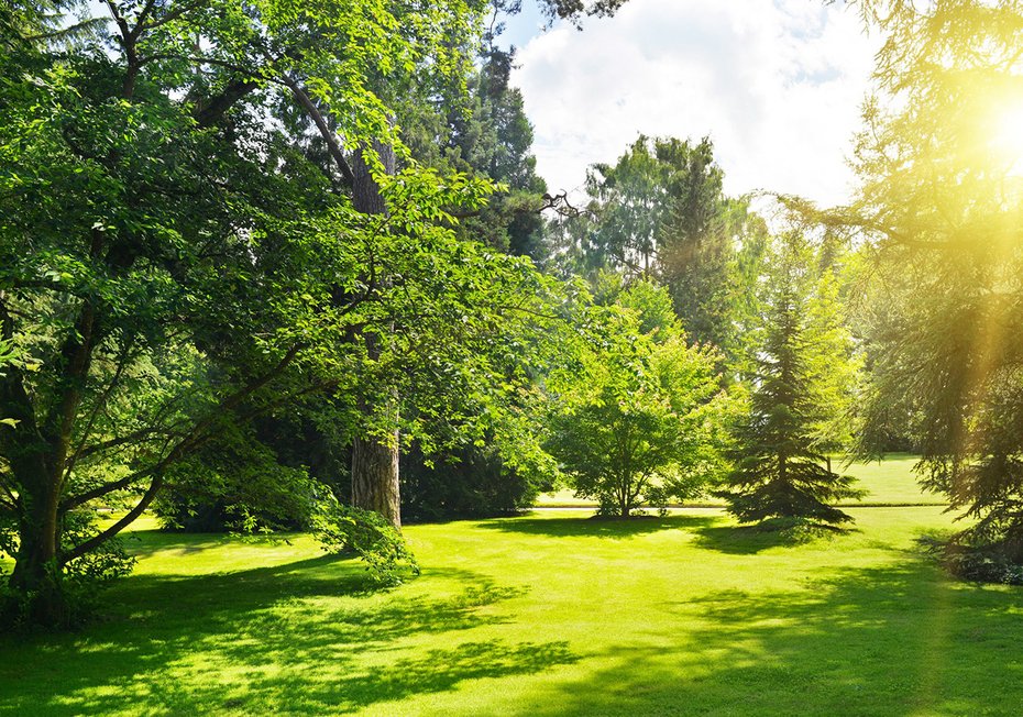 Fototapeta - las, trawa, drzewa