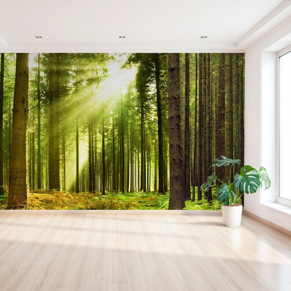 Fototapeta - las, drzewa, natura