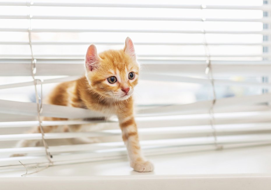 Fototapeta - kot, kociak, zwierzę