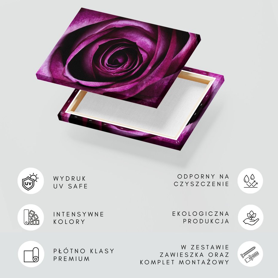 Obraz na płótnie - róża, kwiat, zbliżenie