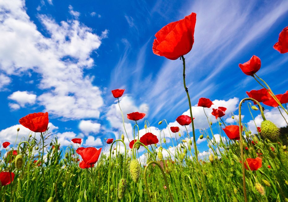 Fototapeta - maki, kwiaty, lato