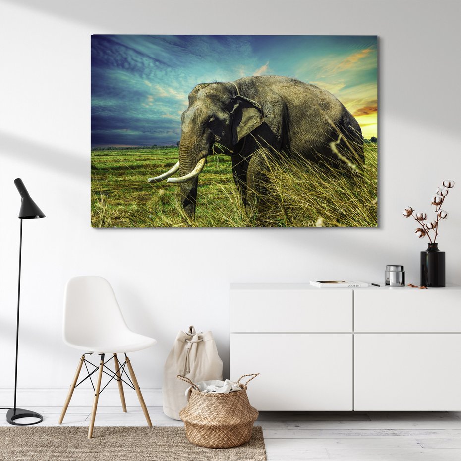 Obraz na płótnie - słoń, trawa, natura