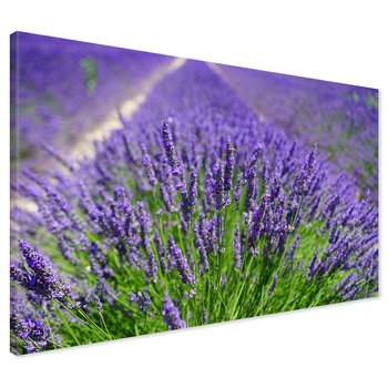 Obraz na płótnie - lawenda, pole, kwiaty