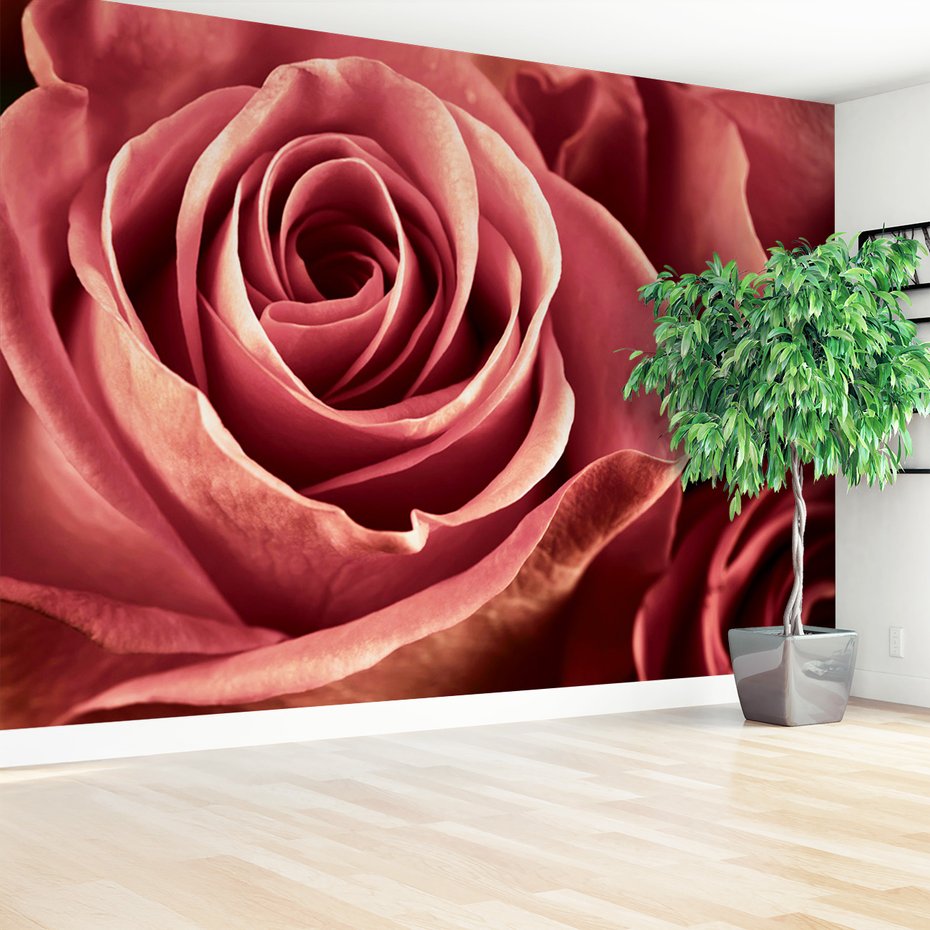 Fototapeta - róża, kwiat, płatki