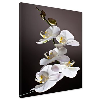 Obraz na płótnie - kwiat, orchidea, elegancja